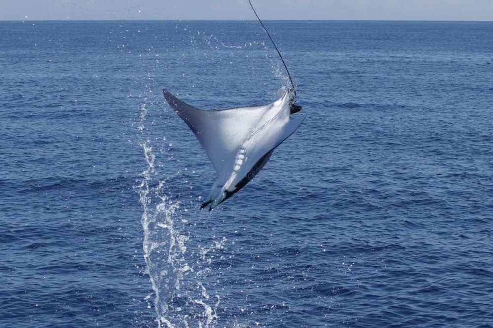 Giant Devil ray