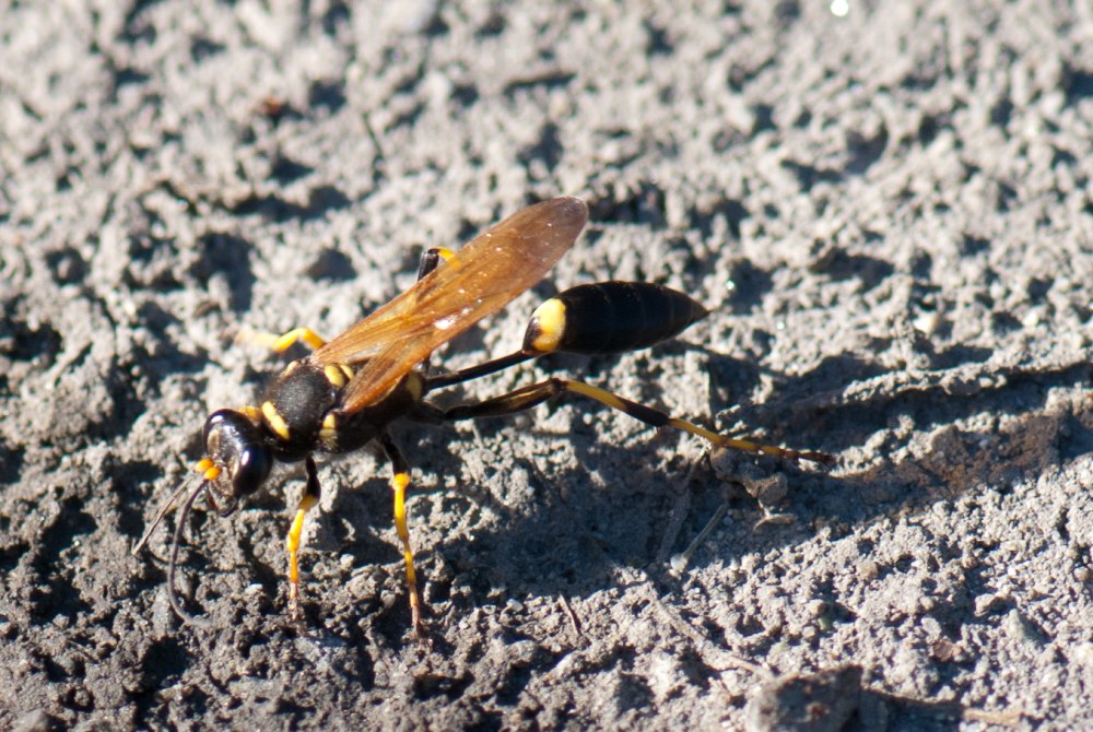 Mud Dauber Wasp