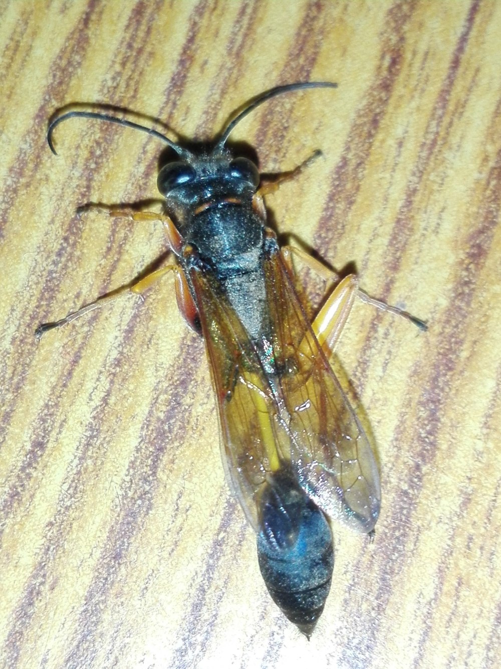 Sceliphron Муха