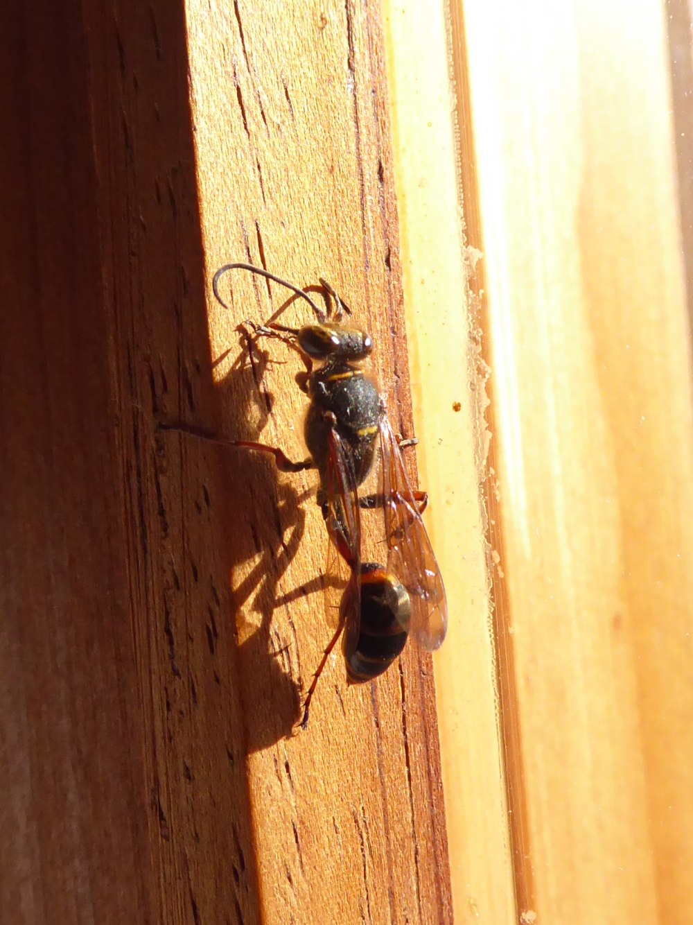 Осы Sceliphron curvatum