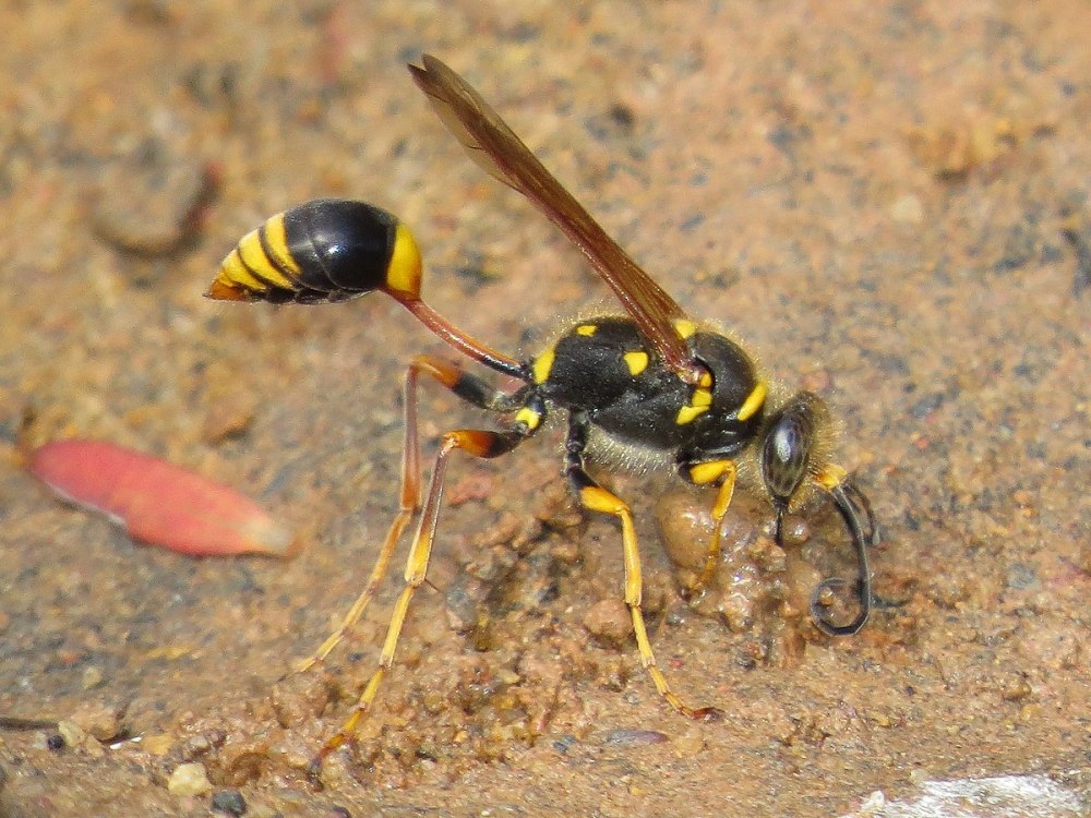 Sceliphron laetum
