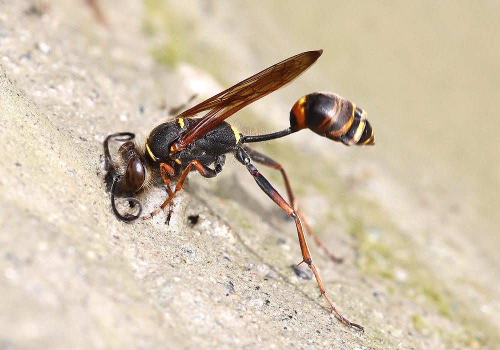 Sceliphron curvatum