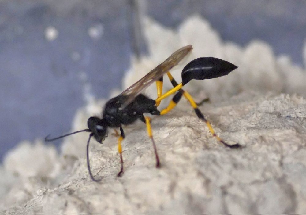 Sceliphron destillatorium