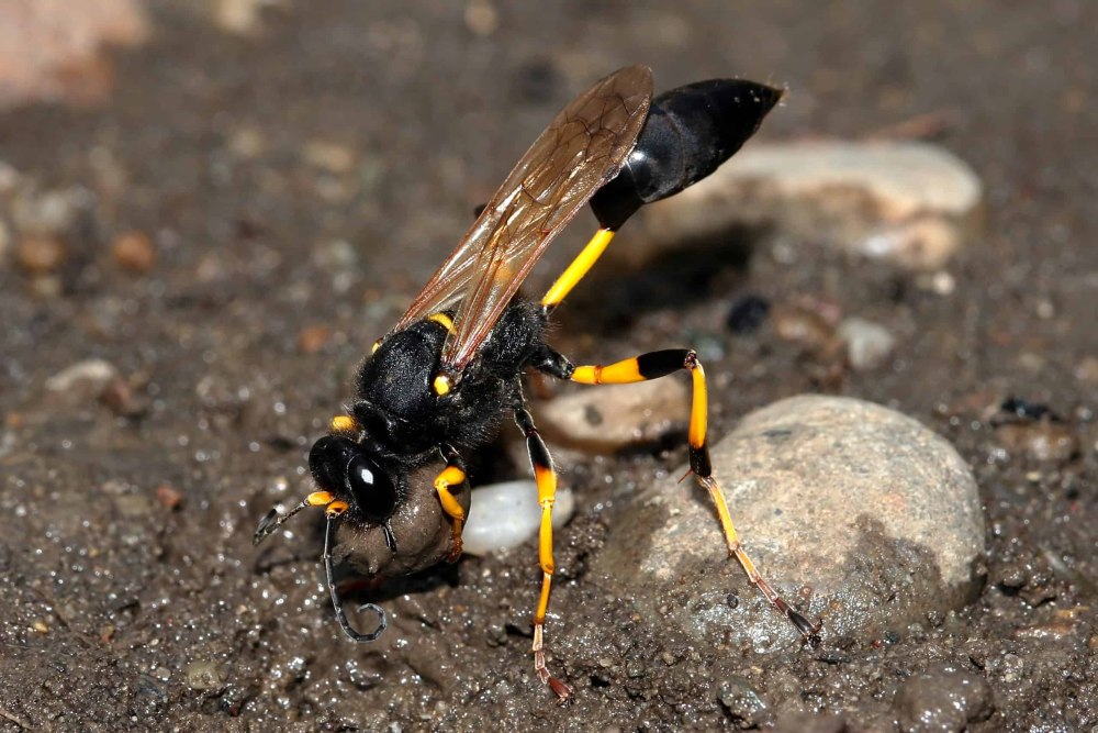 Australian Mud Dauber Wasp