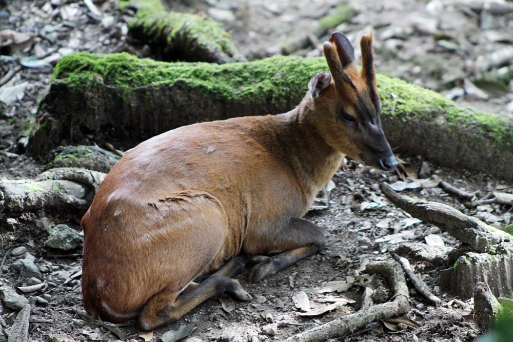 Muntiacus vuquangensis