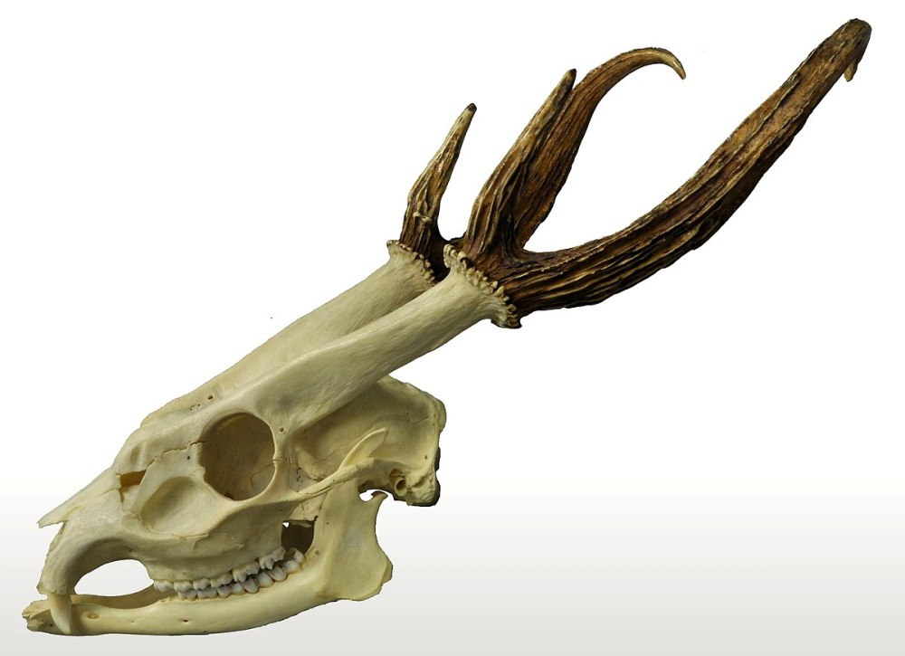 Muntiacus vuquangensis