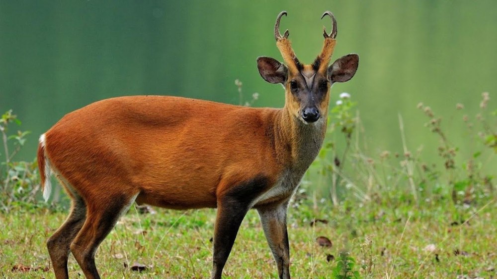 Barking Deer