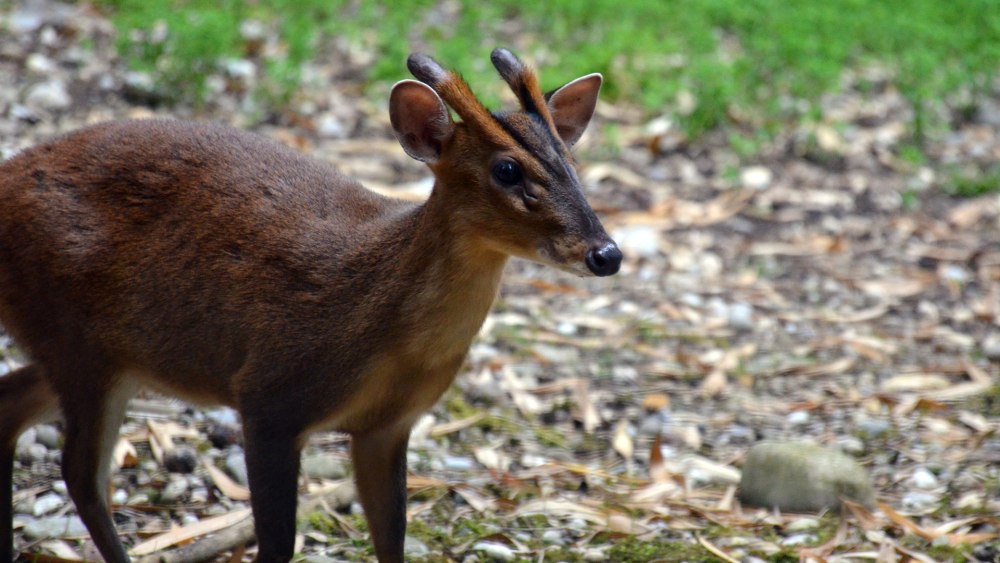 Reeves's Muntjac