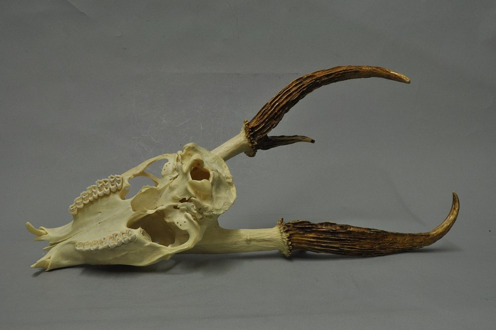 Muntiacus vuquangensis