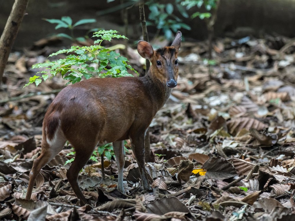 Muntiacus truongsonensis