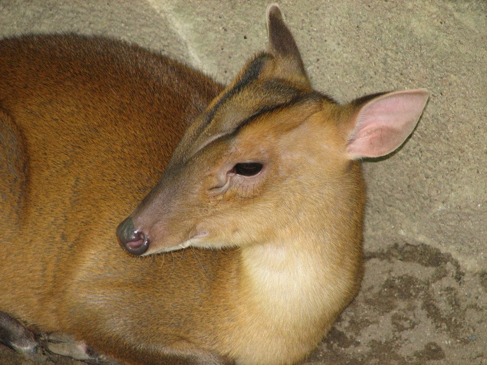 Muntiacus vuquangensis