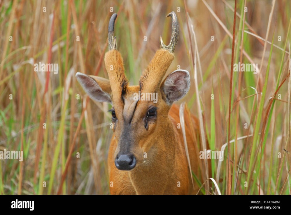 Southern Red Muntjac