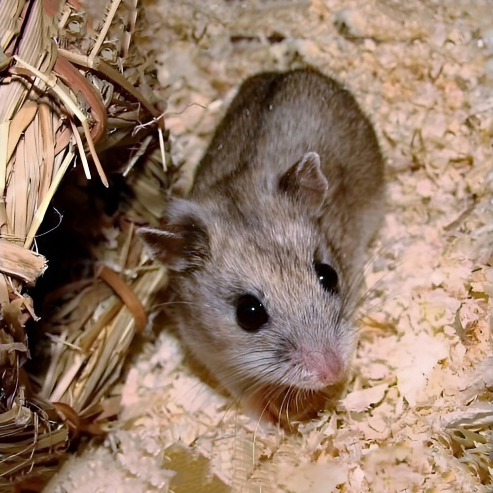 Китайский хомячок (Cricetulus griseus)