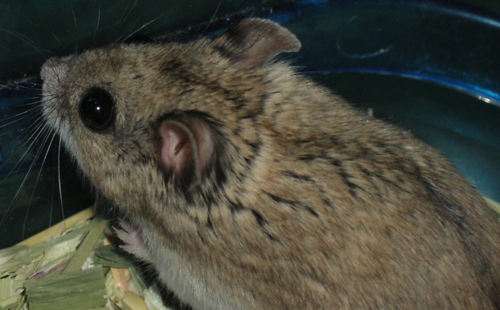 Даурский хомячок (Cricetulus Barabensis)