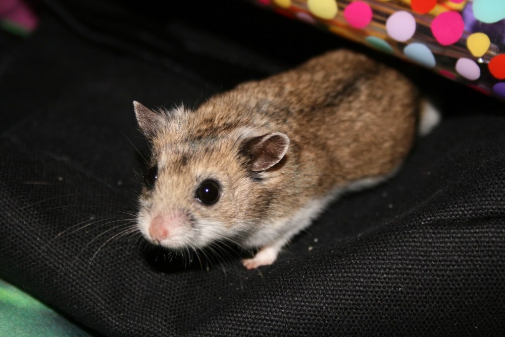 Cricetulus griseus