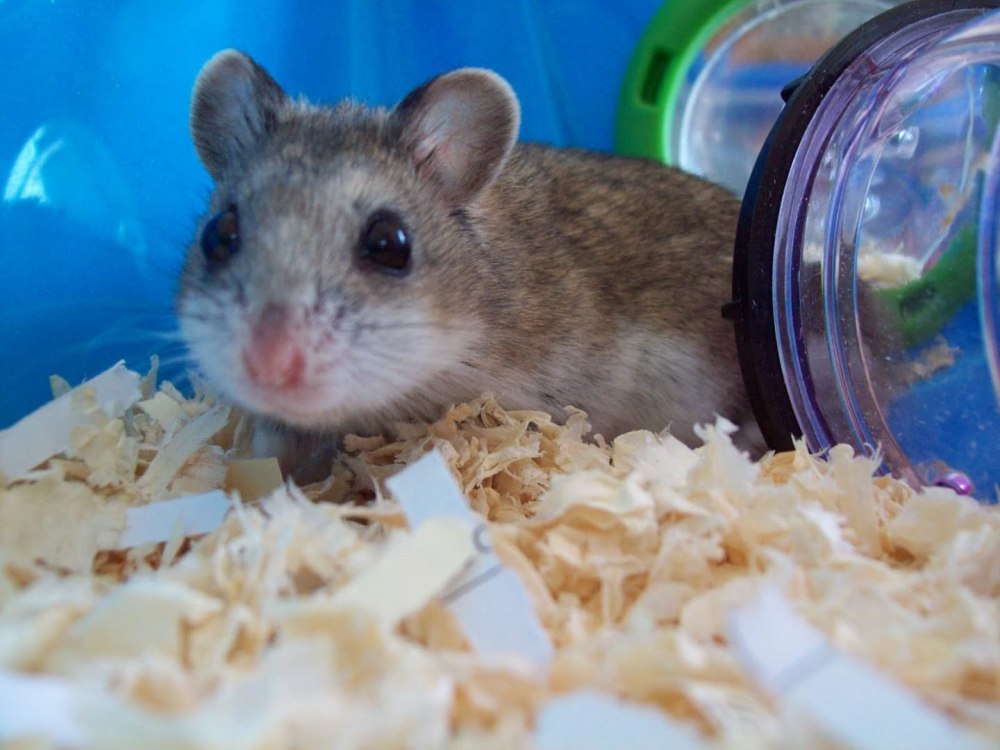 Китайский хомячок (Cricetulus griseus)