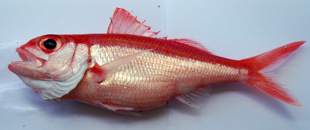 Etelis oculatus