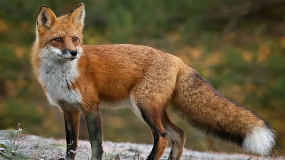 Лисица (Vulpes Vulpes)