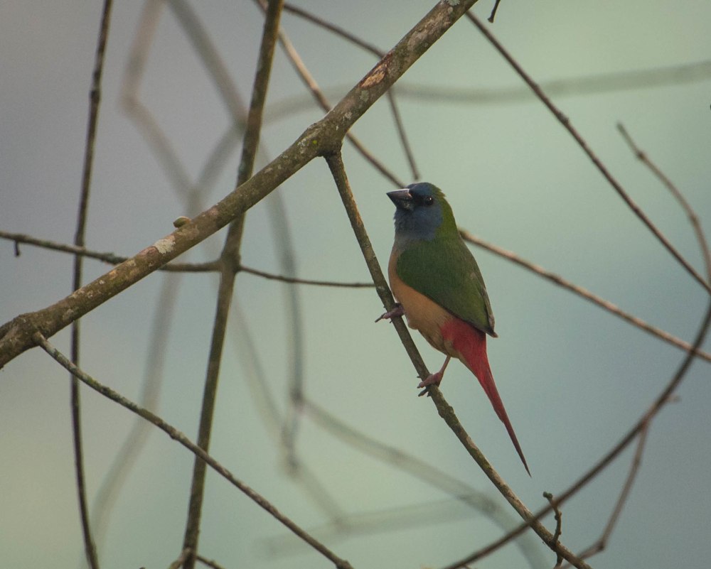 Длиннохвостая зеленая попугайная амадина