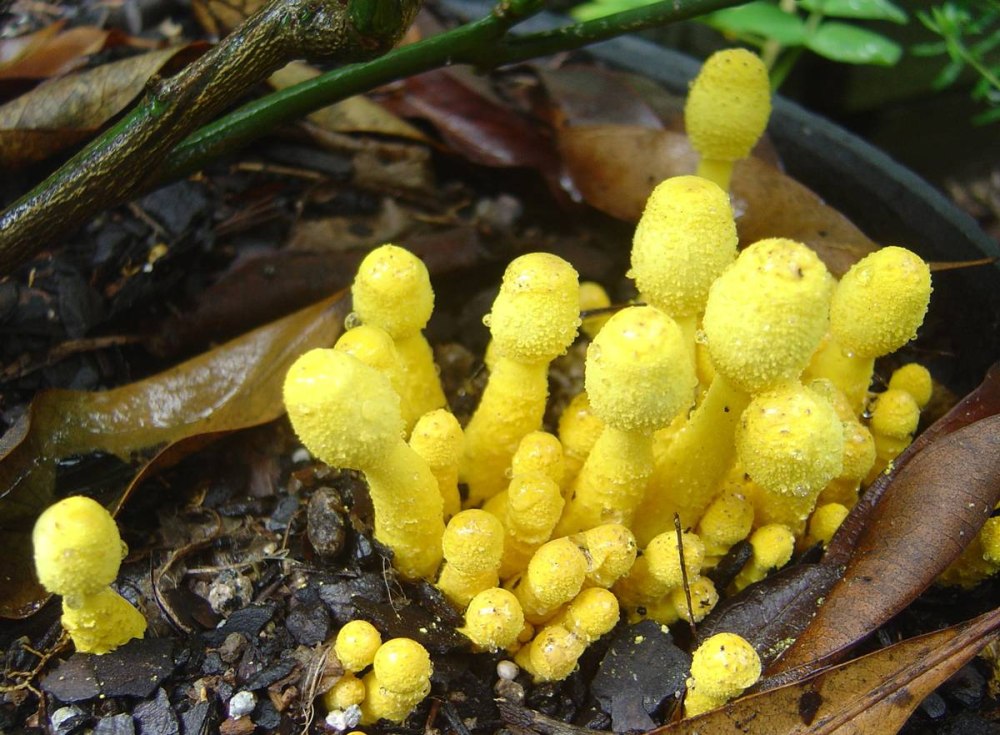 Leucocoprinus birnbaumii