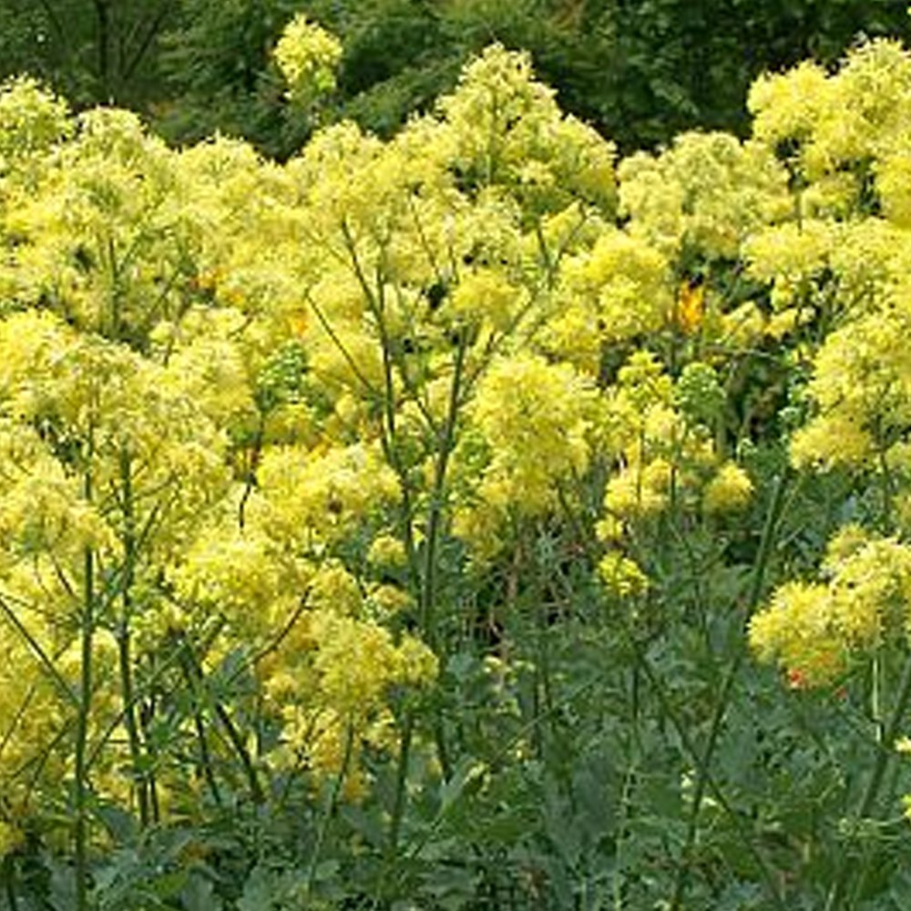 Василистник желтый Thalictrum flavum