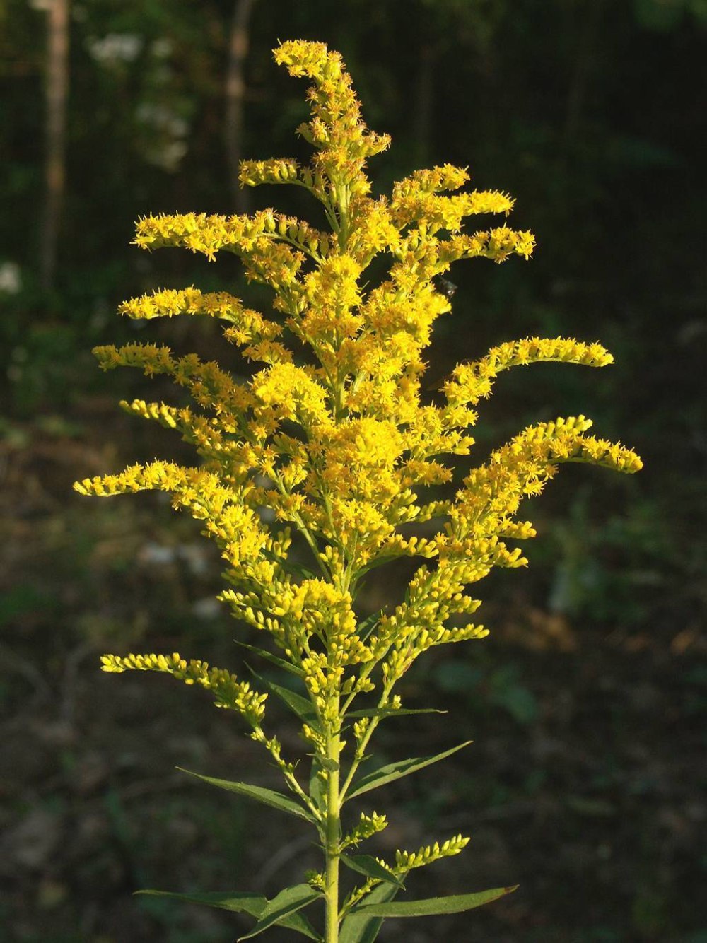 Золотарник канадский (Solidago canadensis)