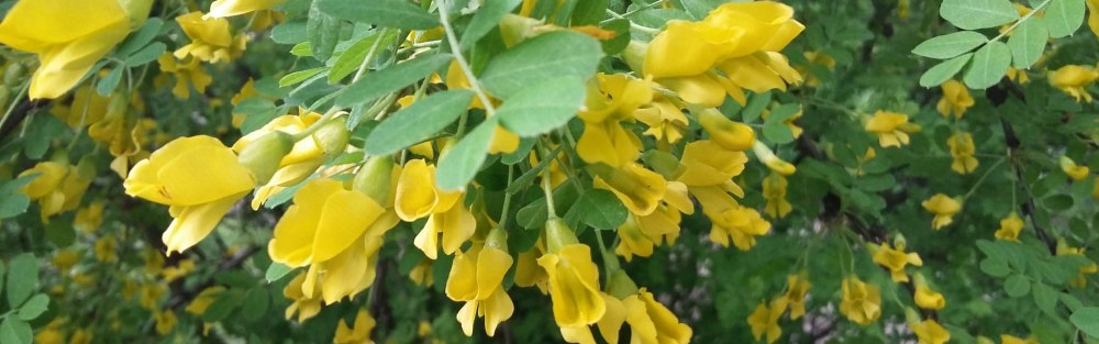 Какой кустарник похож на акацию желтую