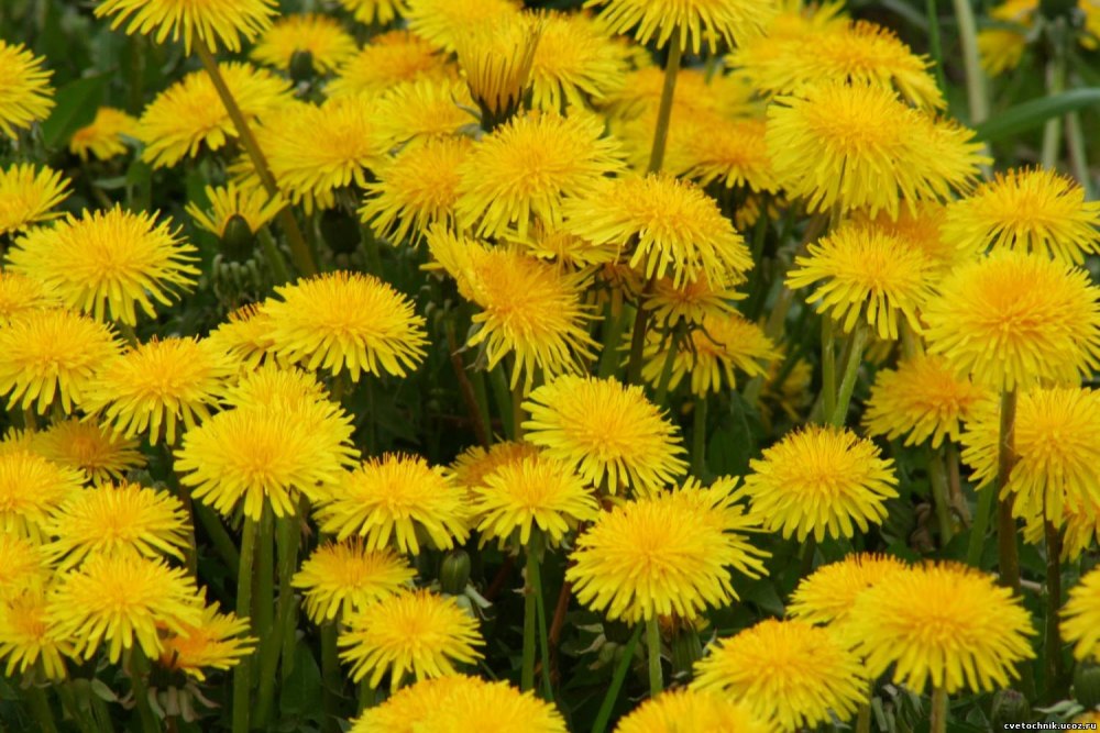 Одуванчик (Taraxacum officinale f.)
