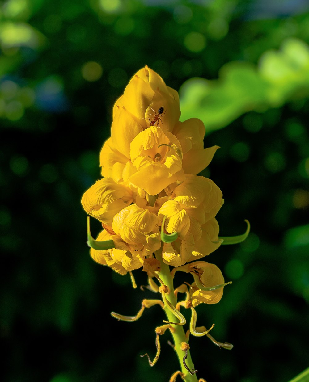 Senna растение
