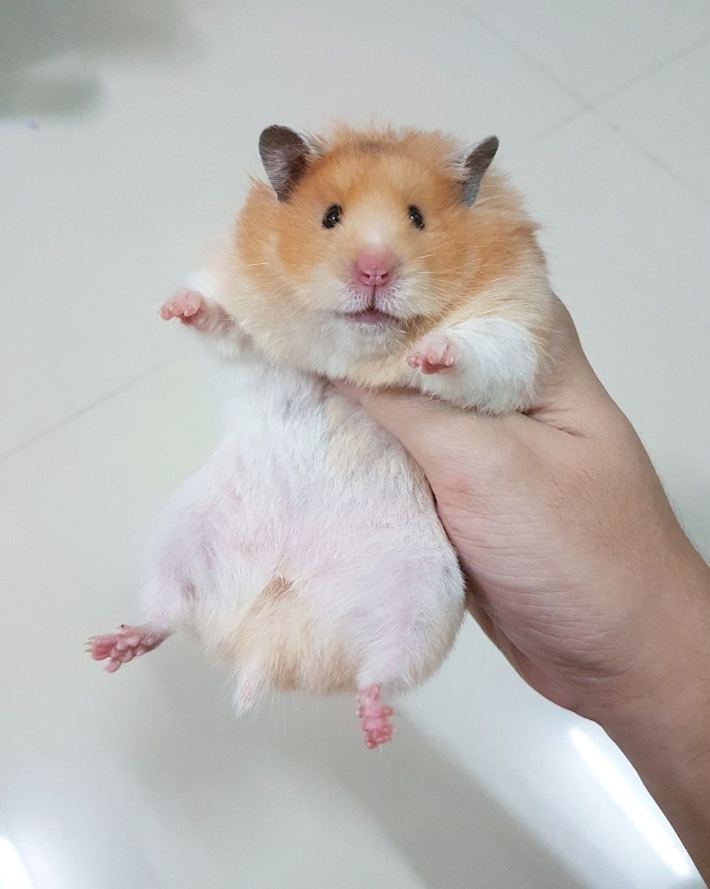 Мини хомяк
