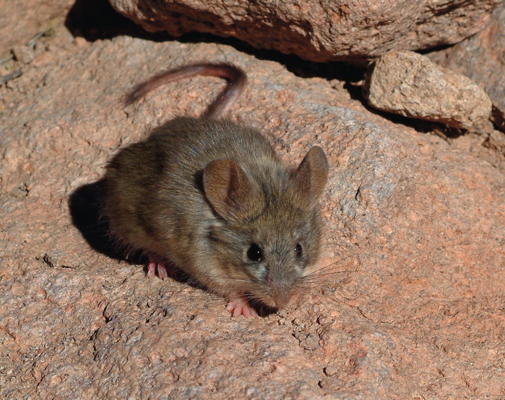 Phyllotis xanthopygus rupestris