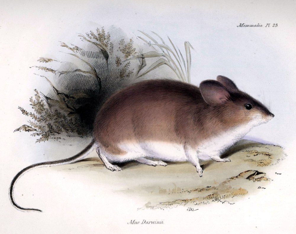 Листоухий хомячок вида phyllotis xanthopygus rupestris