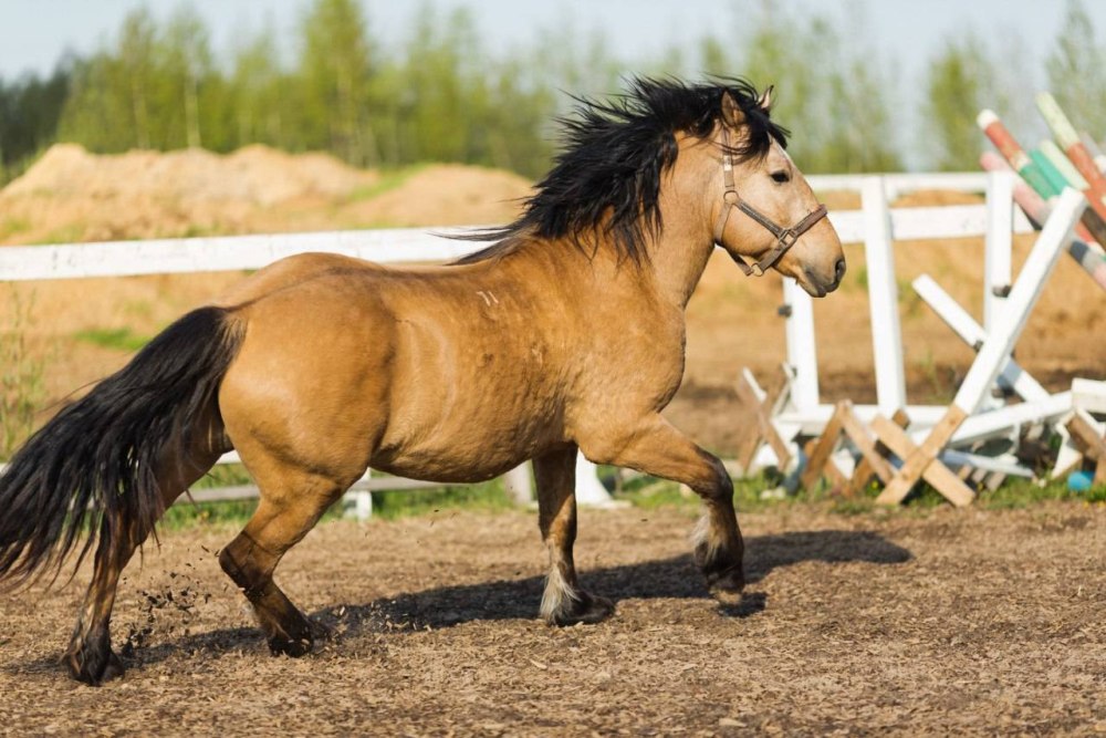 Белорусская упряжная лошадь