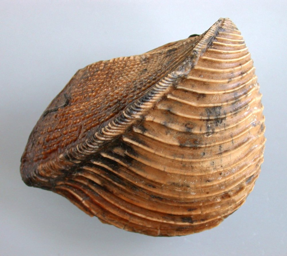 Trigonia Bruguier