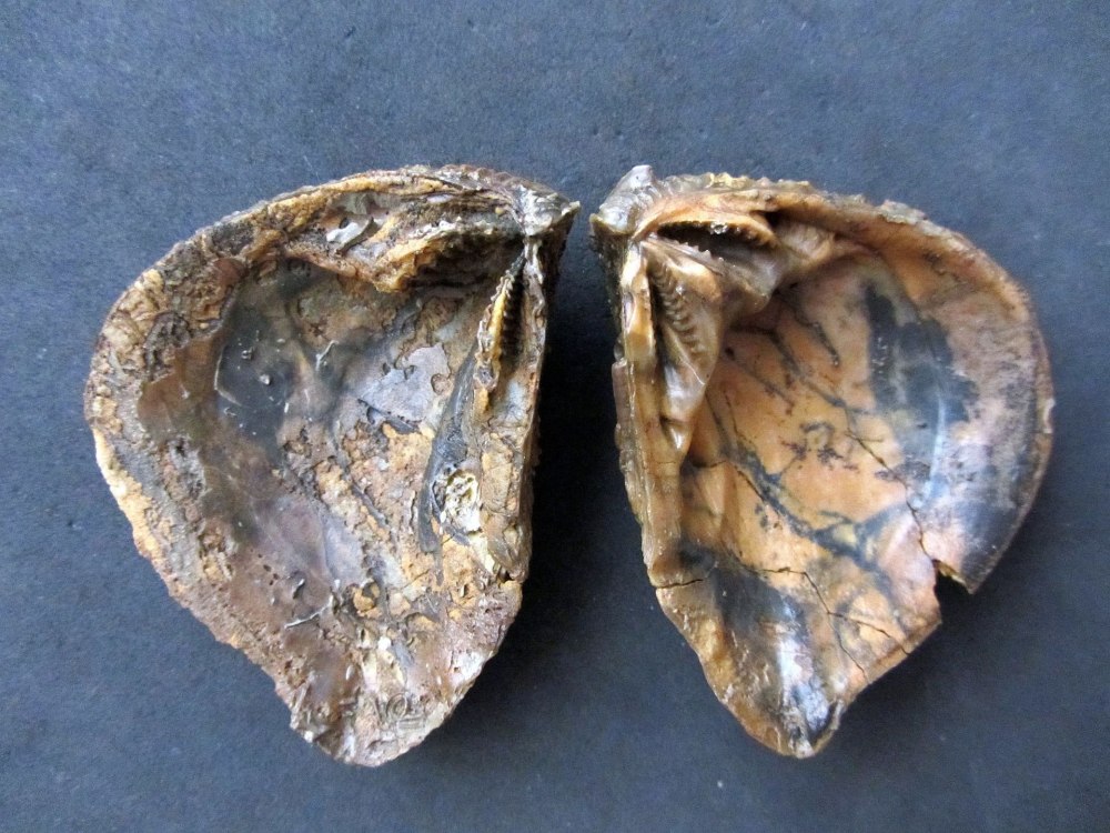 Trigonia Bruguier
