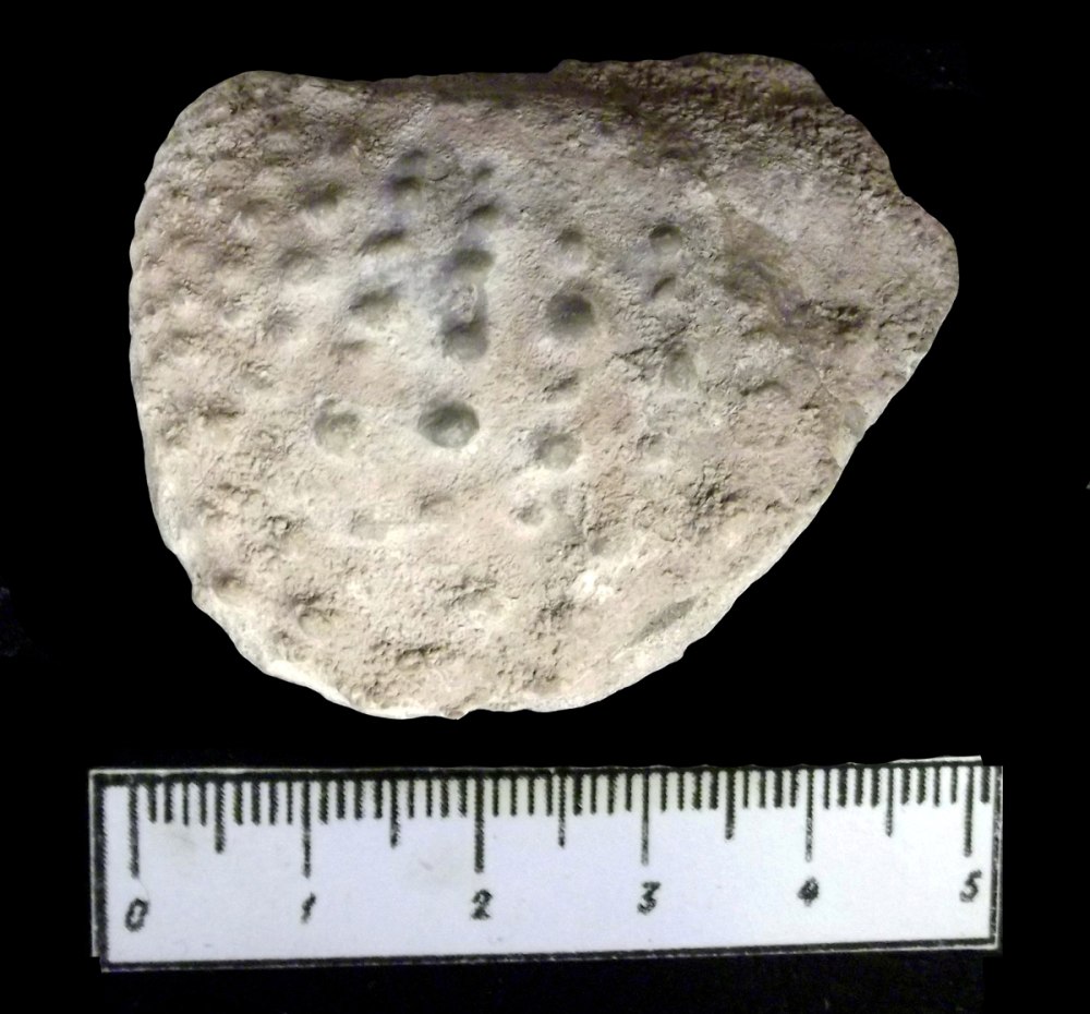 Trigonia CF. Koprinensis geras.