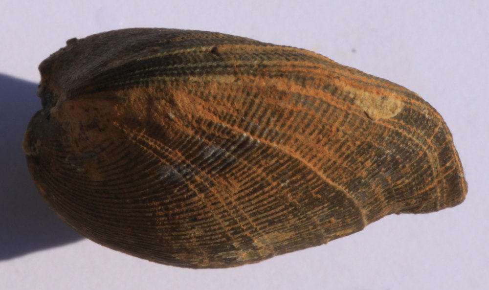 Haliotis stomatiaeformis