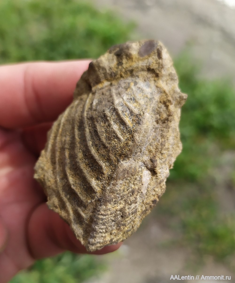 Trigonia aliformis