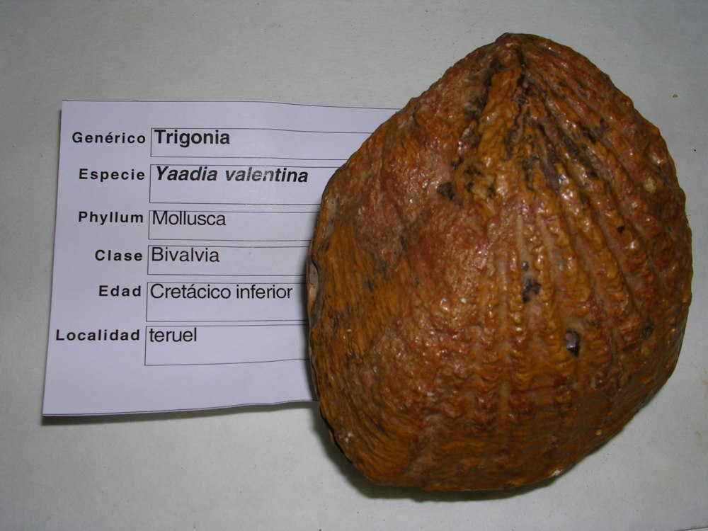 Mycetopodidae