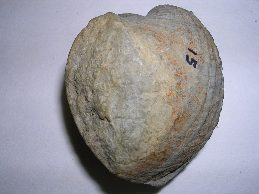 Trigonia CF. Koprinensis geras.