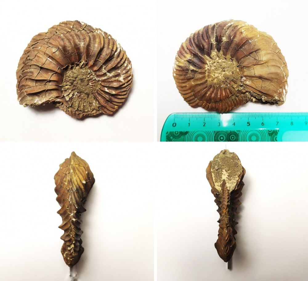 Cardioceras cordatum