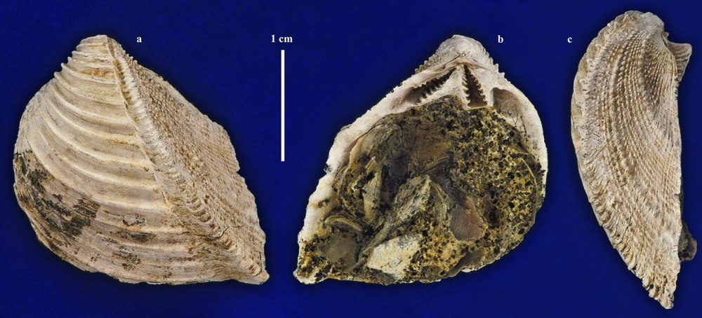 Trigonia aliformis