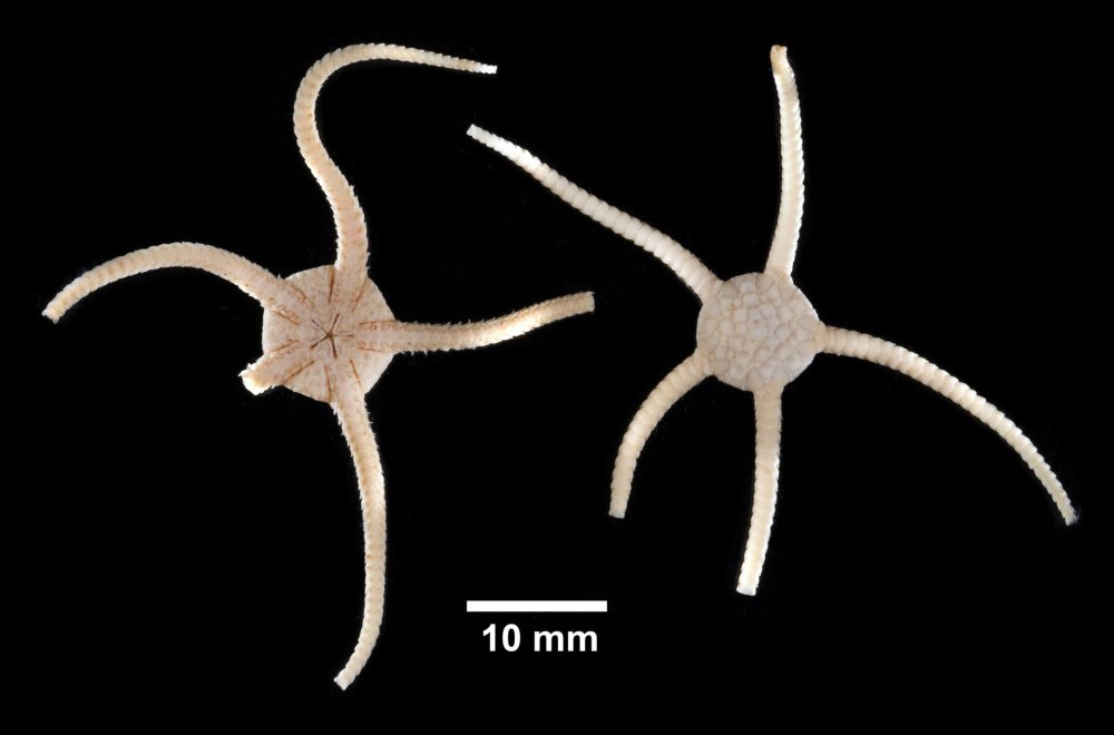 Ophioderma panamensis
