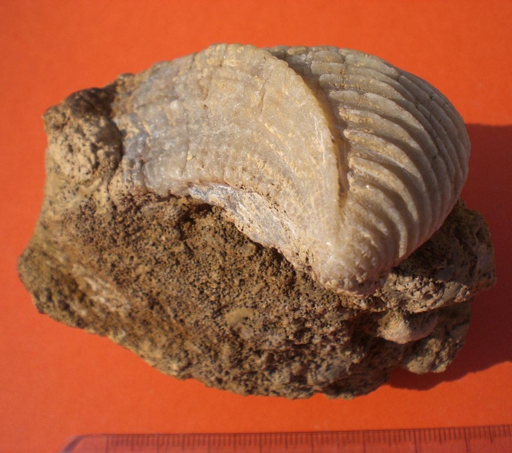 Trigonia Bruguier