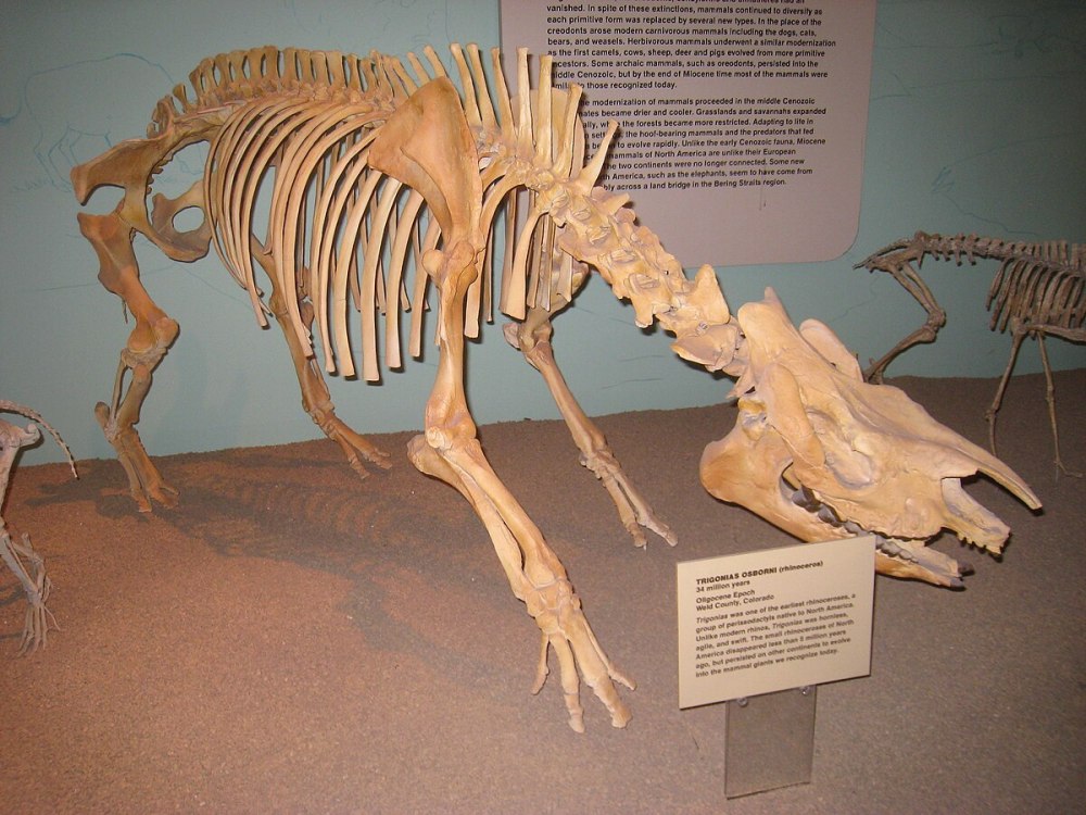 Repenomamus skeletal