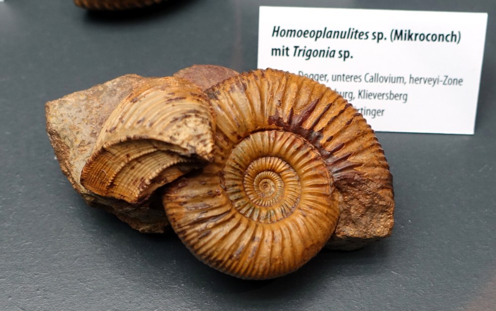 Schizodonta Trigonia