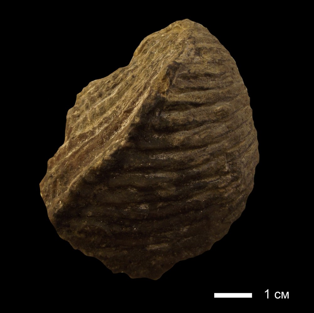 Schizodonta Trigonia