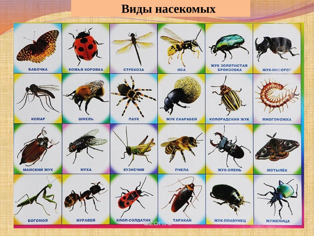 Насекомые и ихнащвания