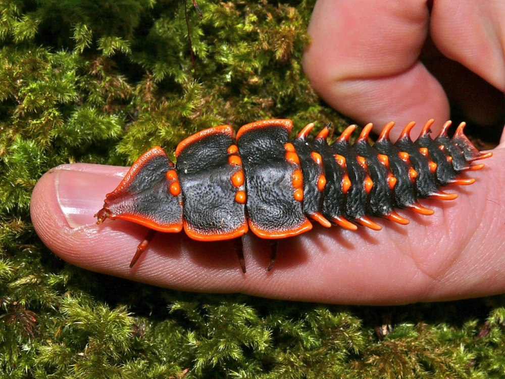 Жук Трилобит (Trilobite Beetle)