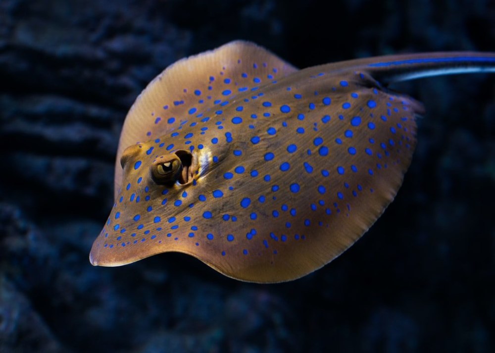 Taeniura lymma